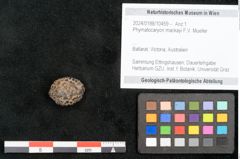 Foto (Objekt + Etikett) von Phymatocaryon mackayi F.V. Mueller (NHMW-GEO-2024-0188-10459)